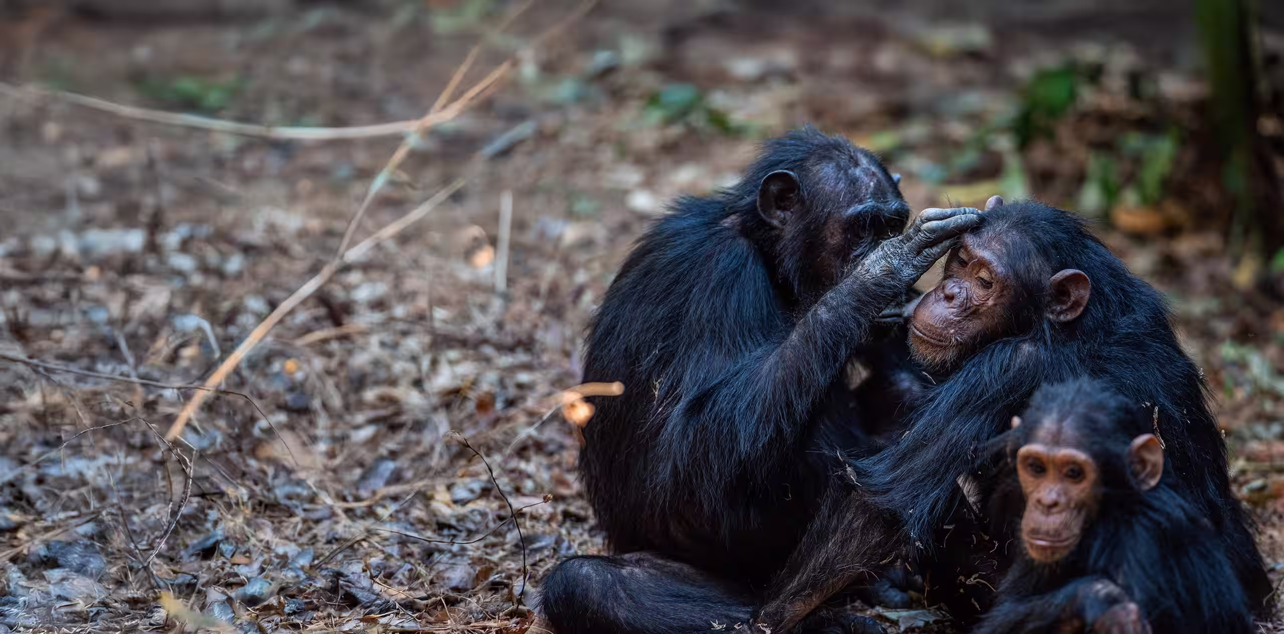 9 Days Western Tanzania Safari