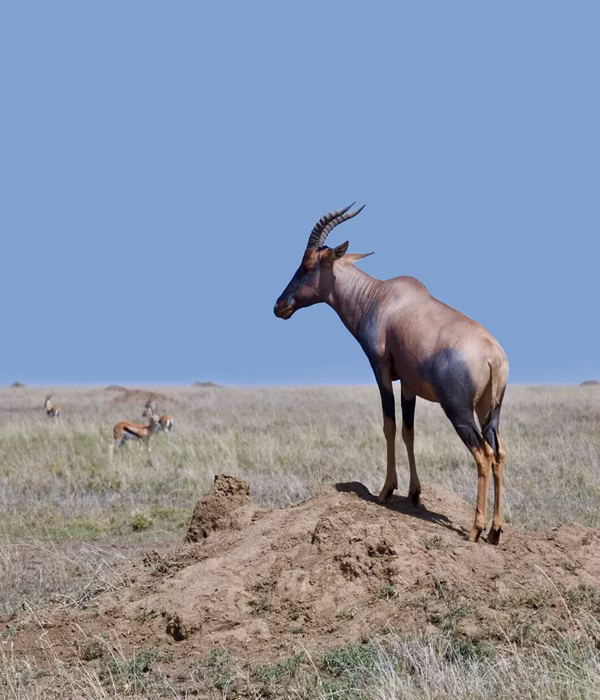 Western Tanzania Safari