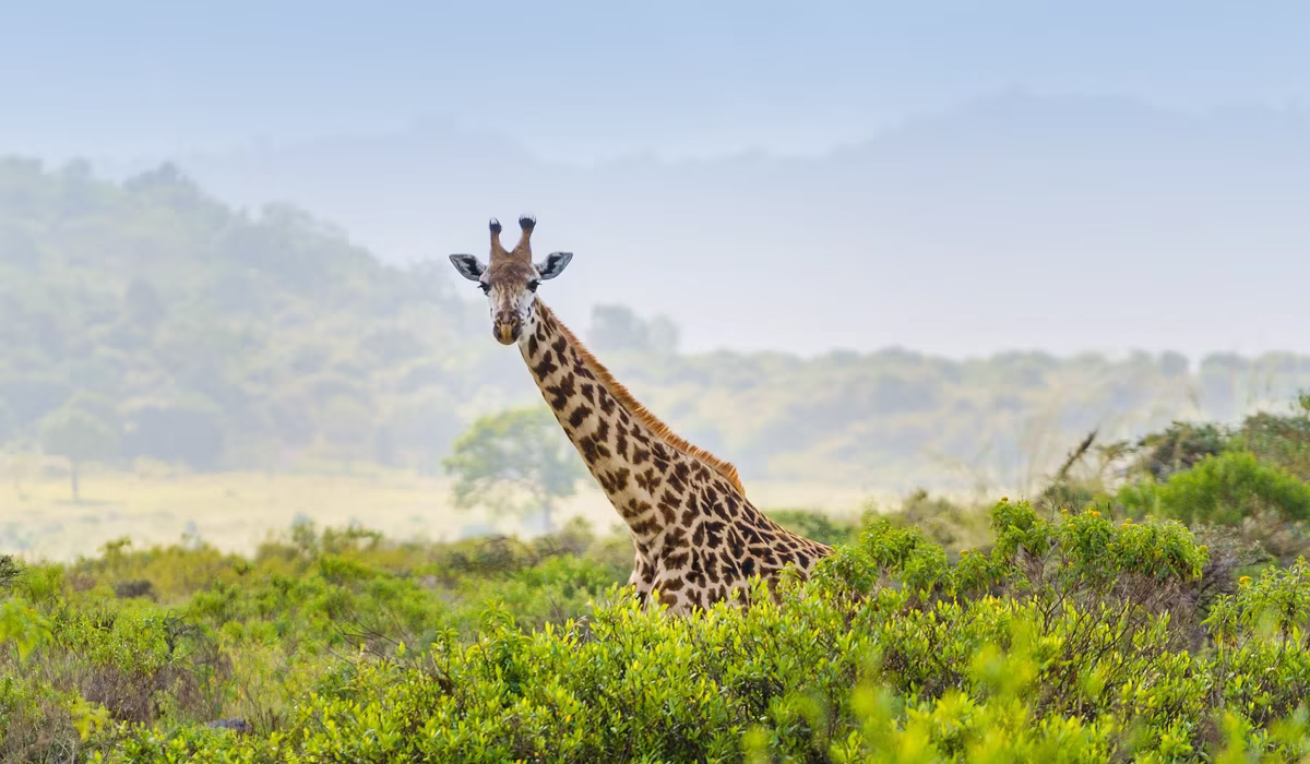 Things To Do In Arusha