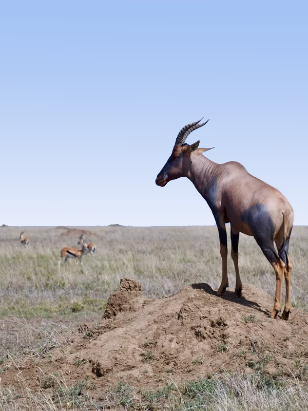 9 Days Western Tanzania Safari