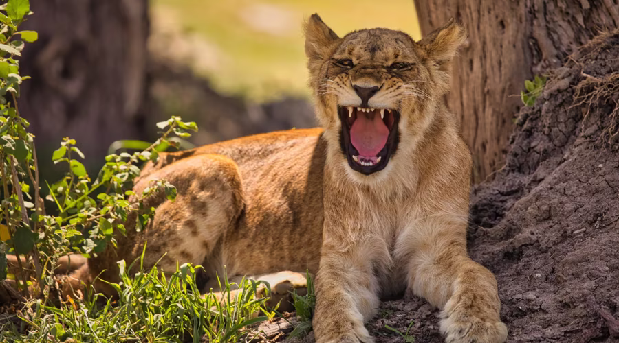 Tanzania Short & Sweet Safari