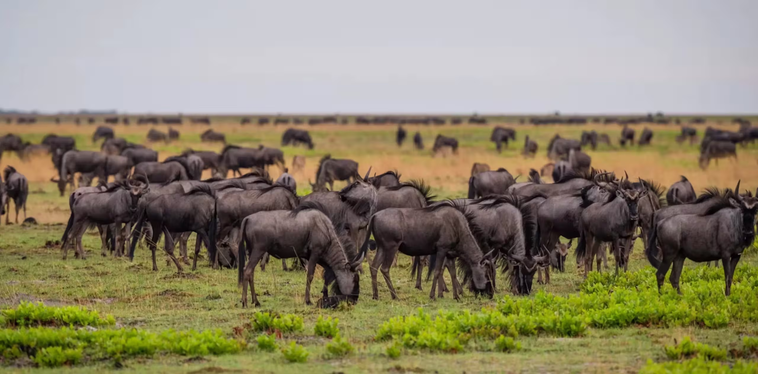 Wildebeest Migration Cycle