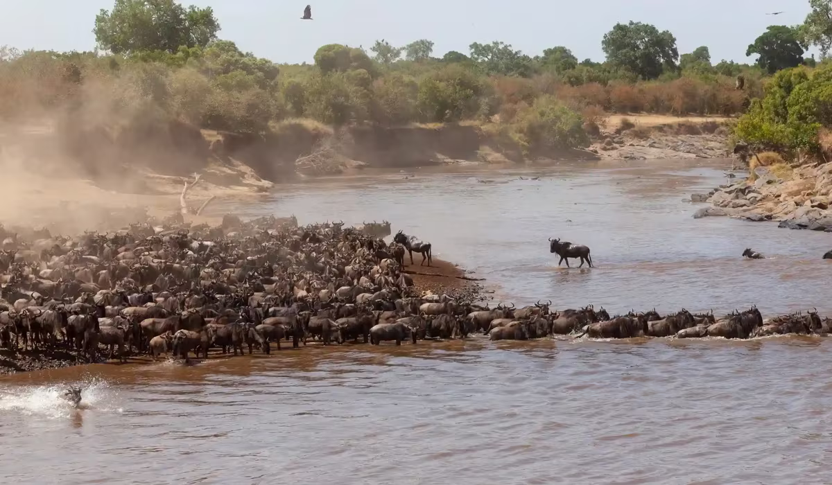 Wildebeest Migration Cycle