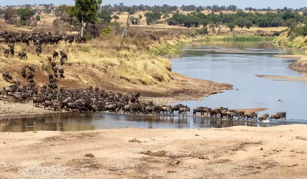 Wildebeest Migration Cycle