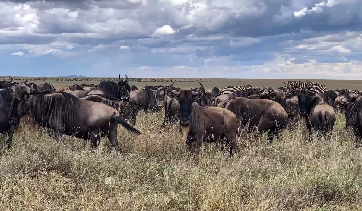 Wildebeest Migration Cycle