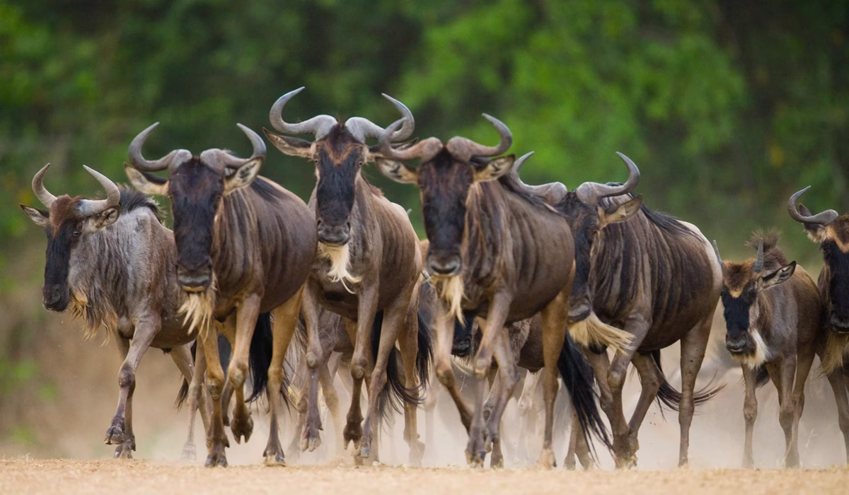 Wildebeest Migration Safari Cost