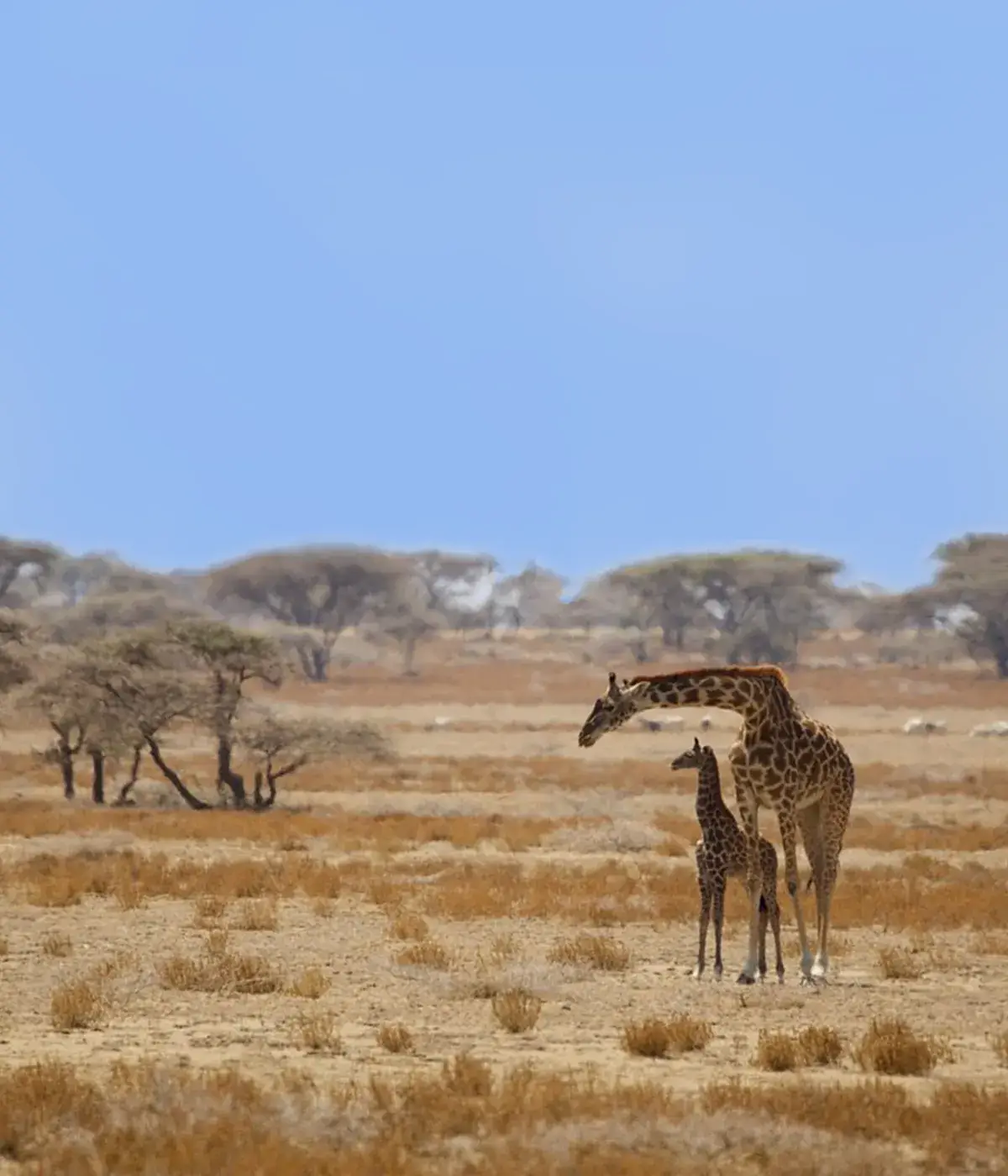 Southern Tanzania Safari