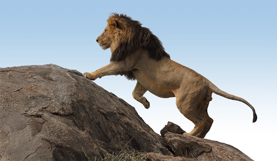 Average Safari Cost Tanzania