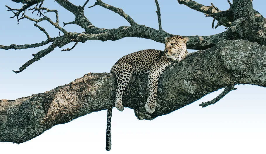 How Much Is It To Go To Tanzania