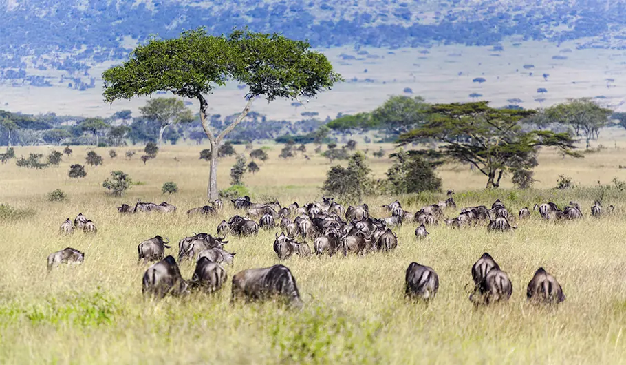 How Much Is It To Go To Tanzania