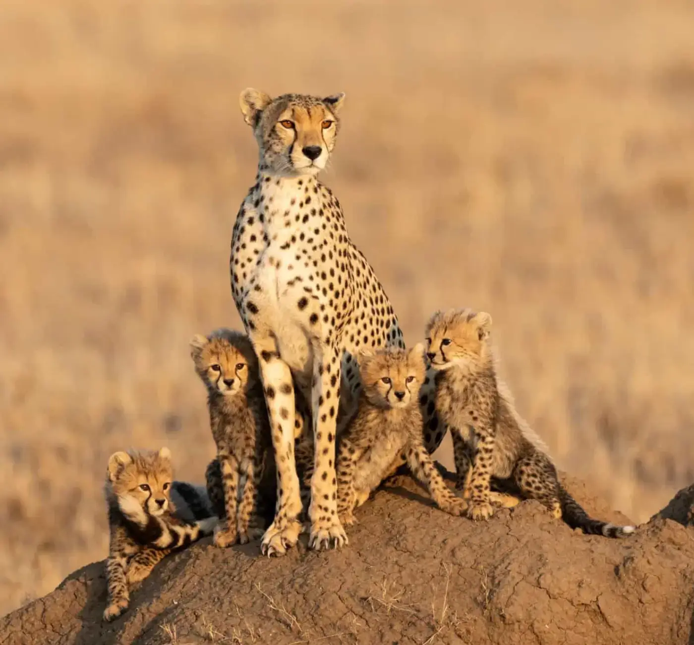 Tanzania Mid Range Safari