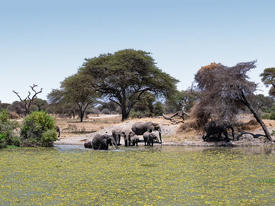 7 Days Big Five Safaris In Tanzania