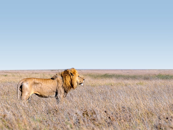 7 Days Big Five Safaris In Tanzania