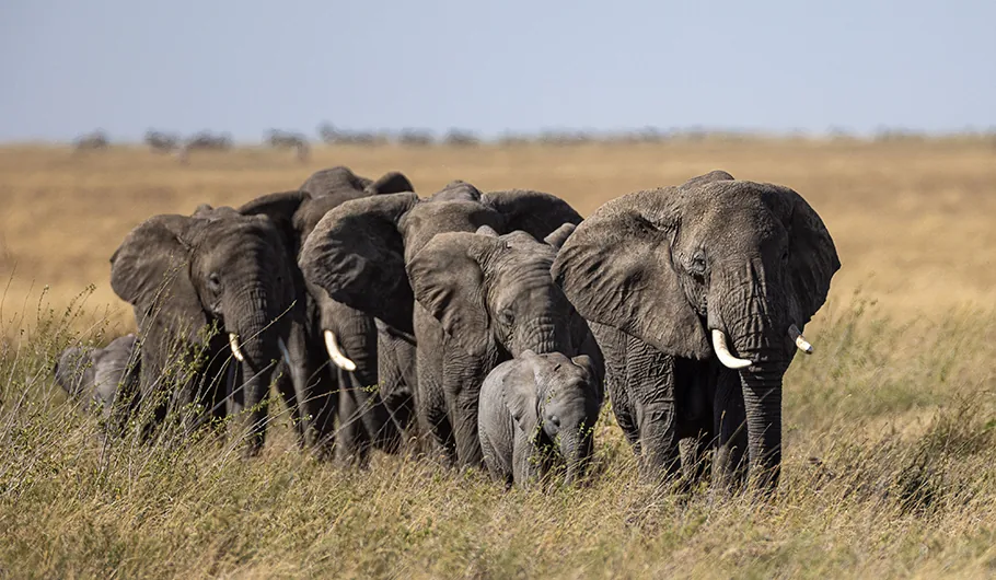 Tanzania Safari Cost