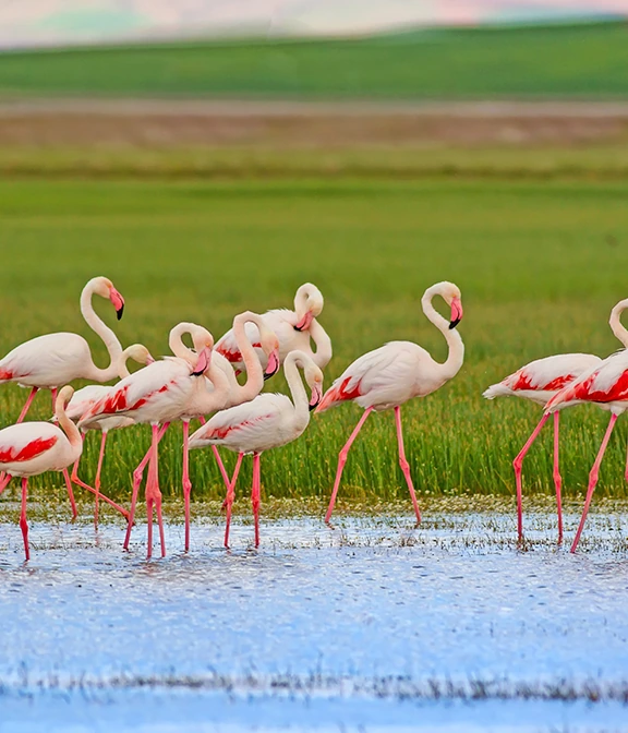 How Much Is A Safari In Tanzania