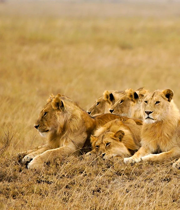 Tanzania Travel Cost