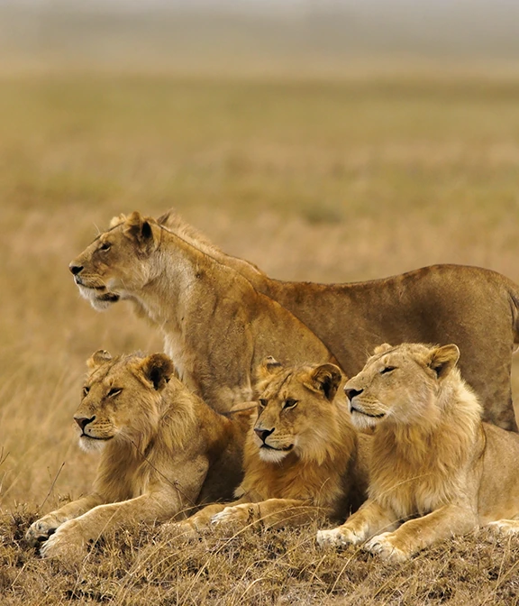 Tanzania Travel Cost