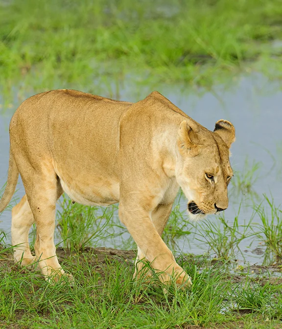 Lake Manyara Safari Cost
