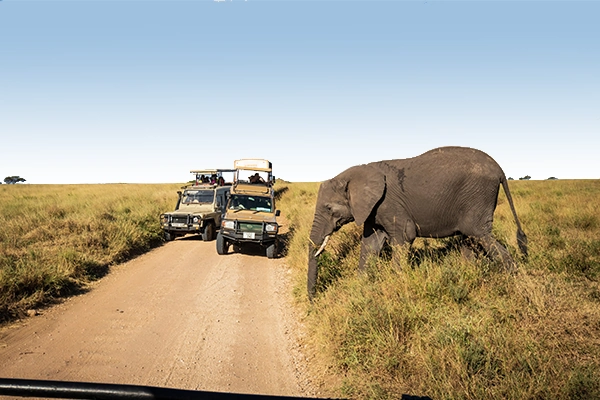 Tanzania Wildlife Safari Packages