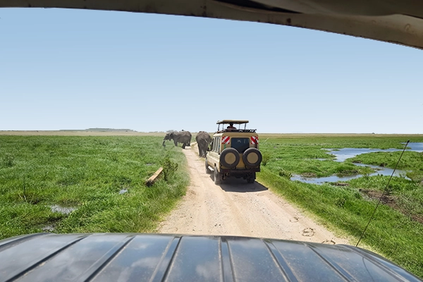 Tanzania Safari Planning
