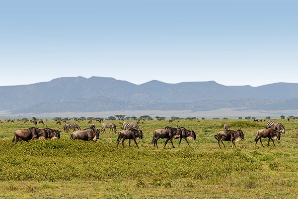 Serengeti Safari Packages