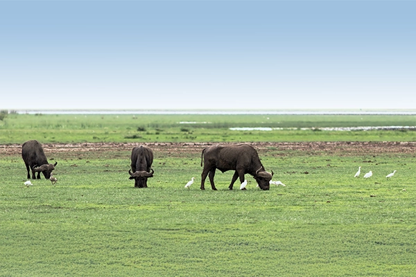 Lake Manyara Safari Packages