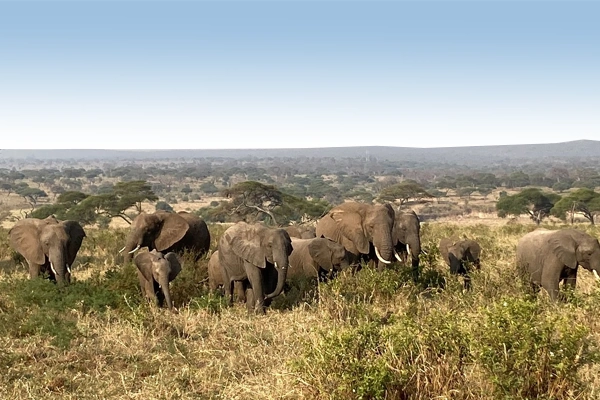 Tanzania Safari Package Comparison