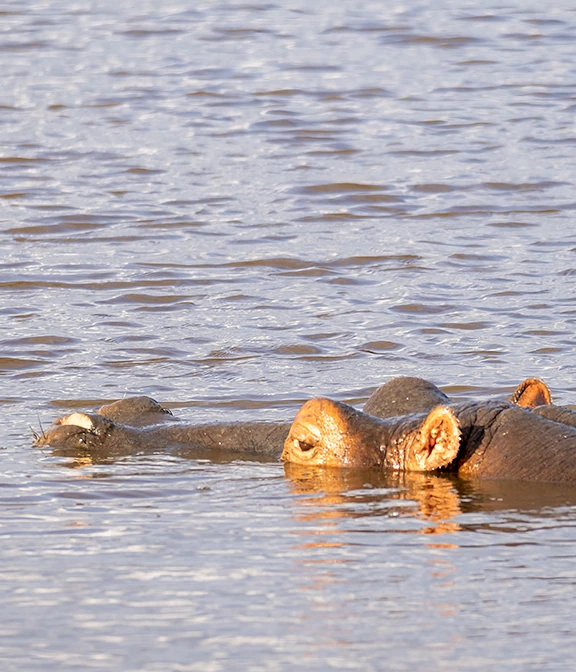 How Much Does A Tanzania Safari Cost