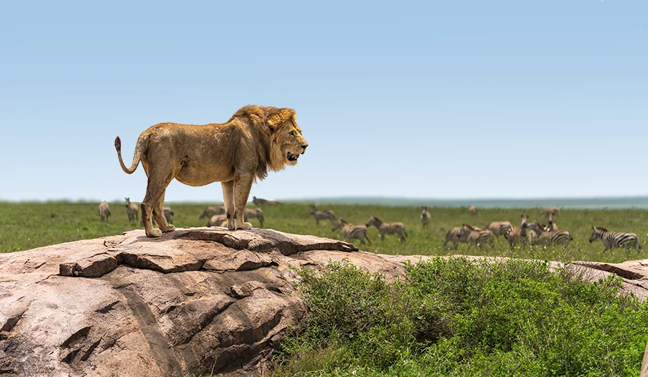 How Much Is Safari In Tanzania