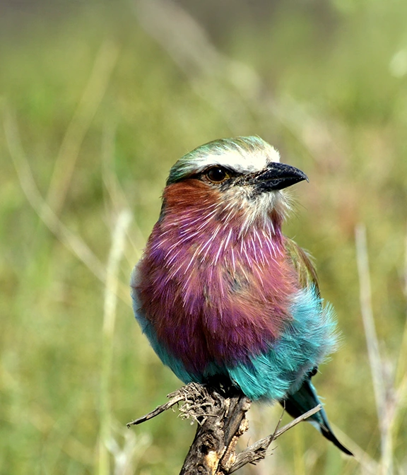 Tanzania Safari Cost From Uk