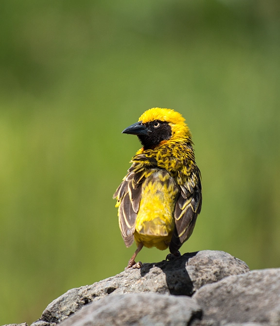 Tanzania Safari Cost From Uk