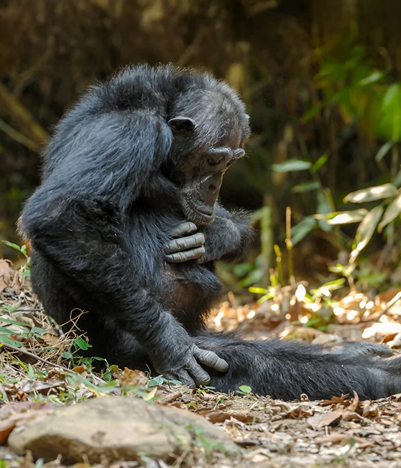 Average Cost Of Tanzania Safari