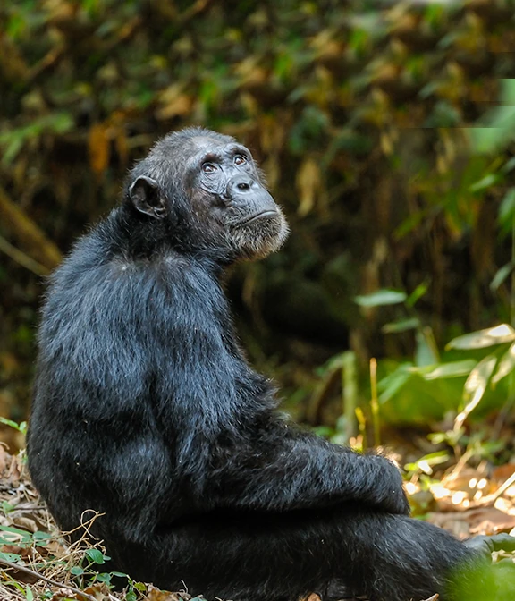 Average Cost Of Tanzania Safari