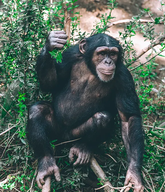 Average Cost Of Tanzania Safari