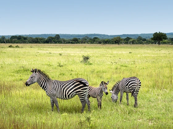 10 Days Southern Tanzania Safari