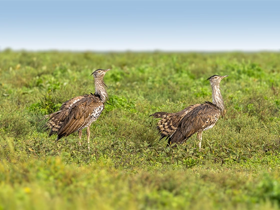 10 Days Southern Tanzania Safari