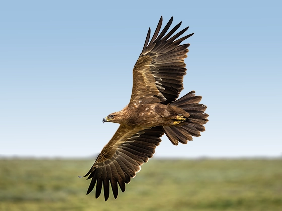 10 Days Southern Tanzania Safari