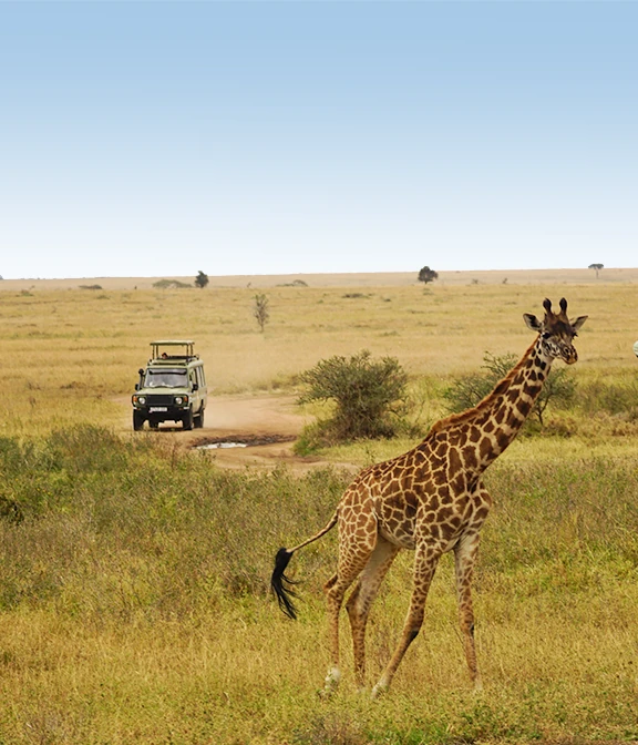 How Much Is Safari In Tanzania