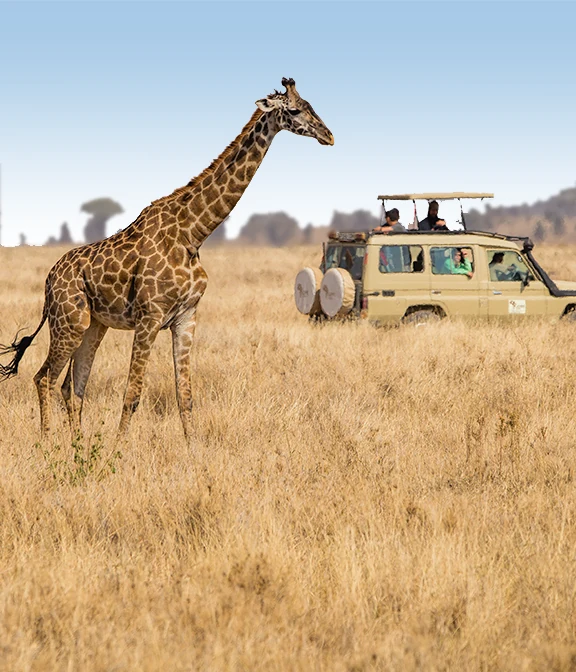 How Much Is Safari In Tanzania