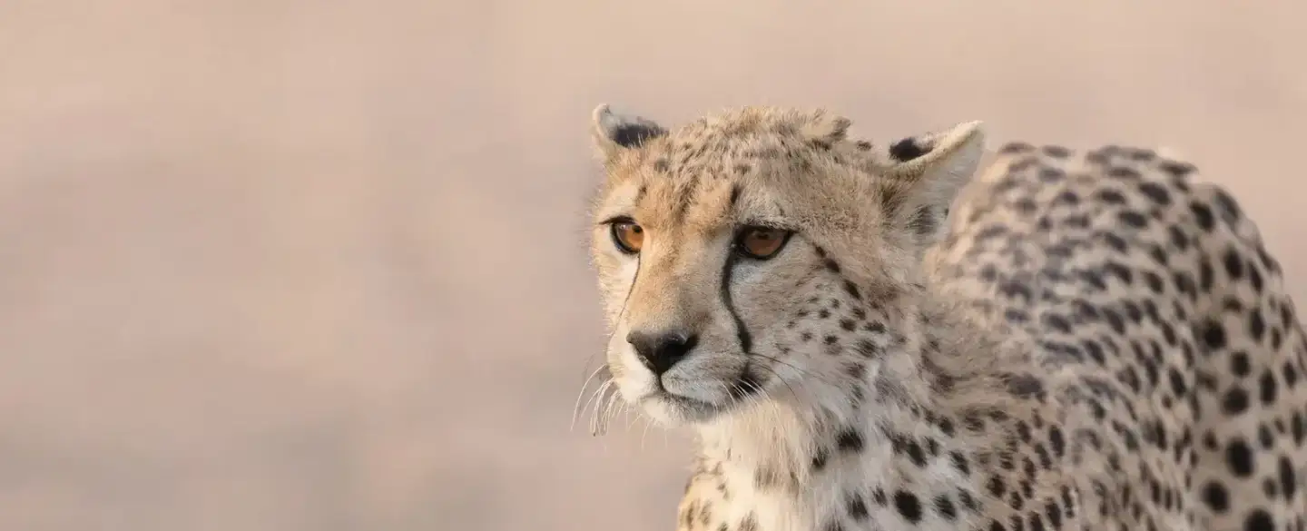 African Scenic Safaris