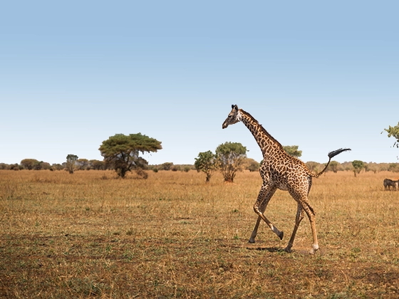 8 Days Tanzania Classic Safari