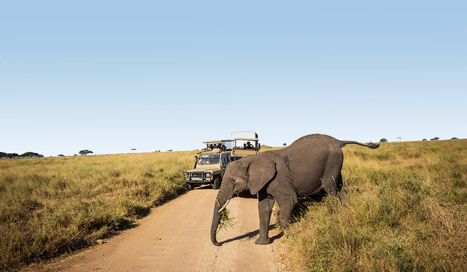 Tanzania Luxury Safari Costs
