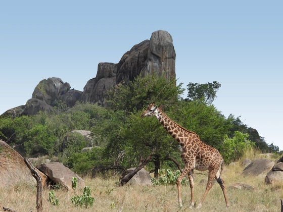 10 Days Tanzania Safari Closer To Nature