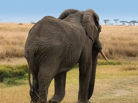 Classic Tanzania Safari