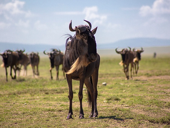 Serengeti Wildebeest Migration