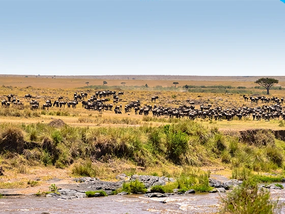 Serengeti Wildebeest Migration