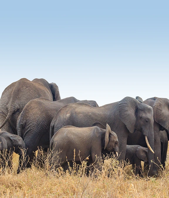 Tarangire Safari Cost