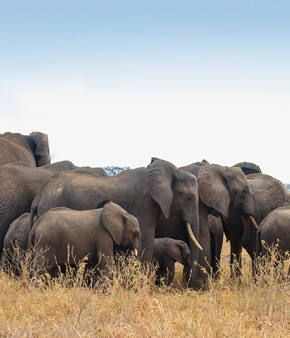 Tarangire Safari Cost