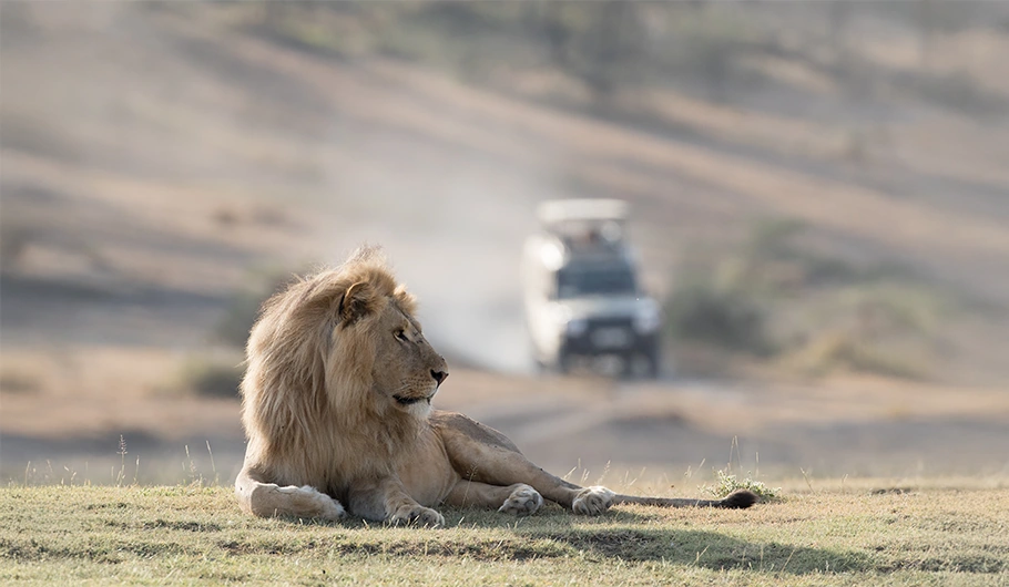 Safari In Tanzania Cost Per Day