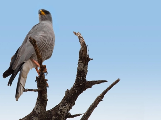 13 Days Ultimate Southern Tanzania Safari